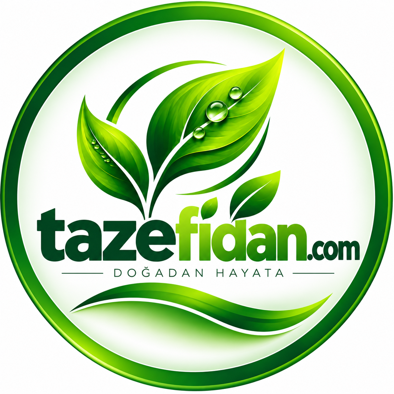 Taze Fidan