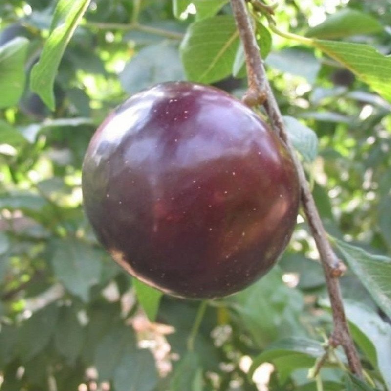 Black Ember Erik Fidanı