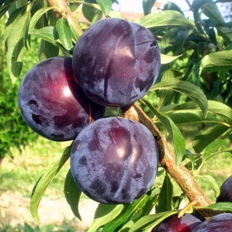 Black Baund Erik Fidanı