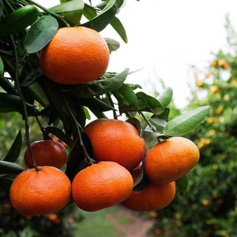 Nova Mandalina Fidanı