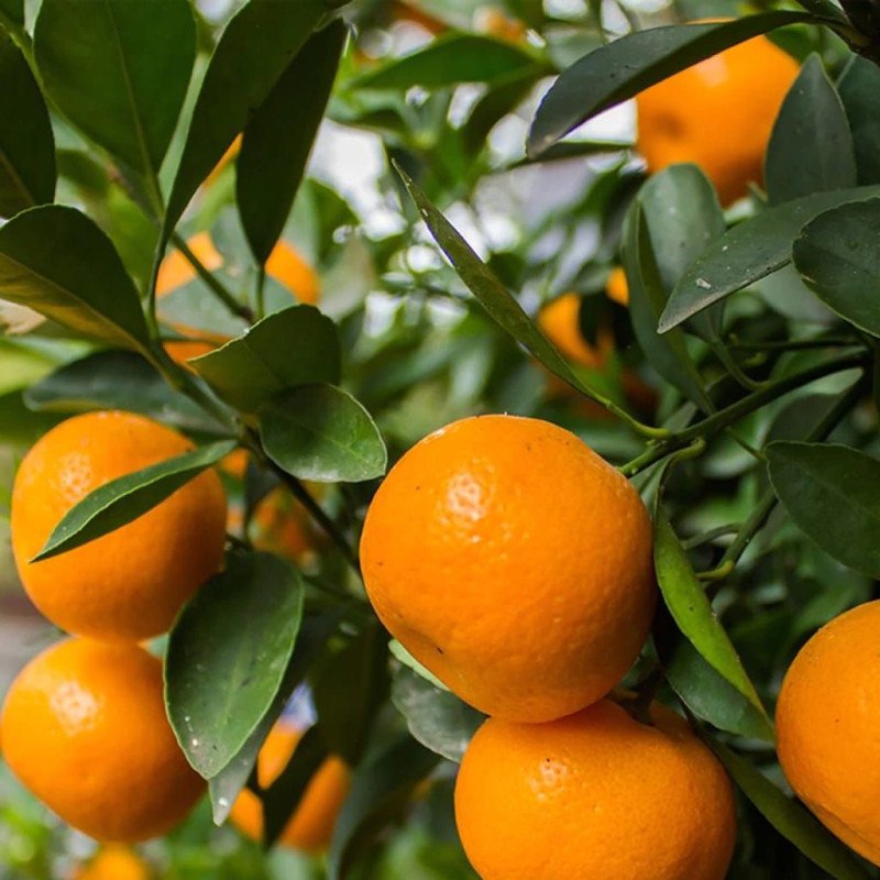 Primasol Mandalina Fidanı