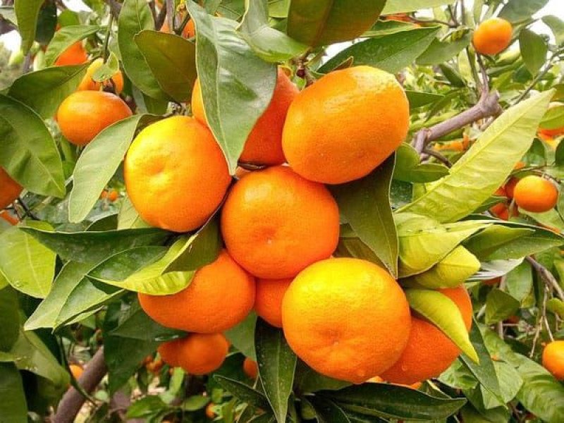 Satsuma Mandalina Fidanı