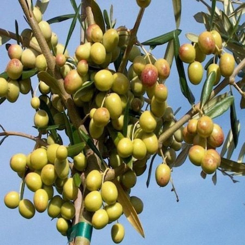 Aberquine Bodur Yağlık Zeytin Fidanı