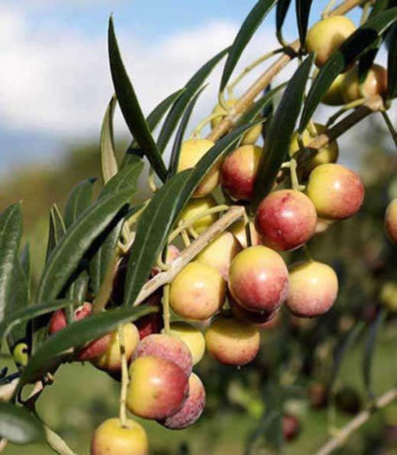 Arbosana Bodur Zeytin Fidanı
