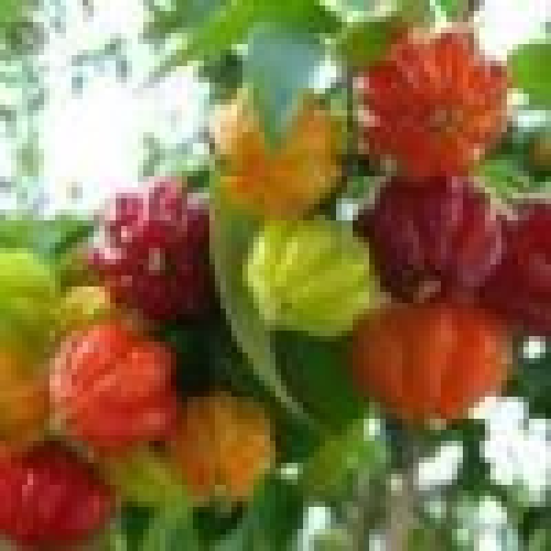 tropikal surinam kirazı fidanı