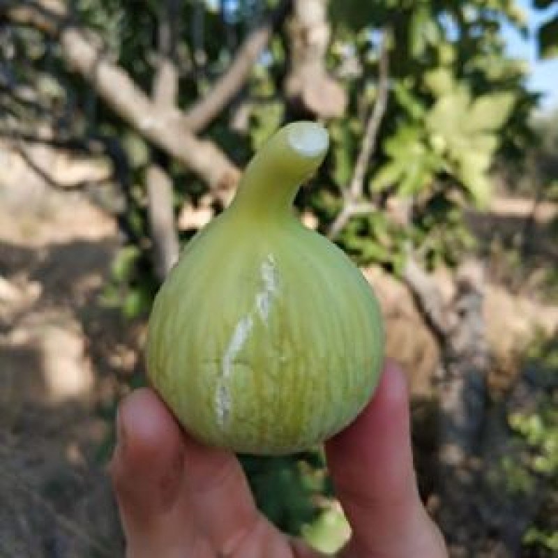 Bardakçı İnciri Fidanı