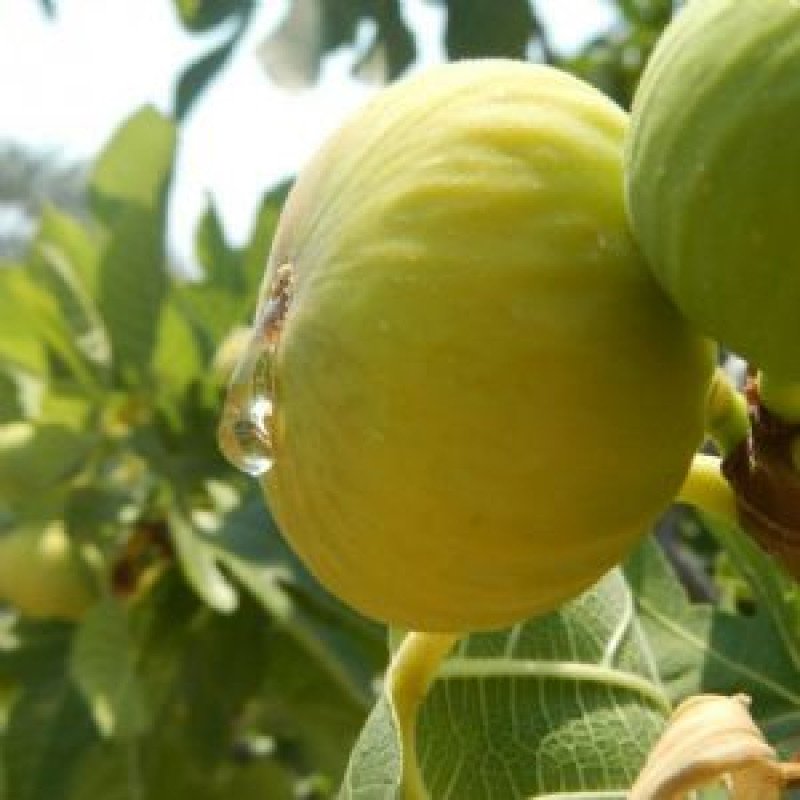 Göklop İnciri Fidanı