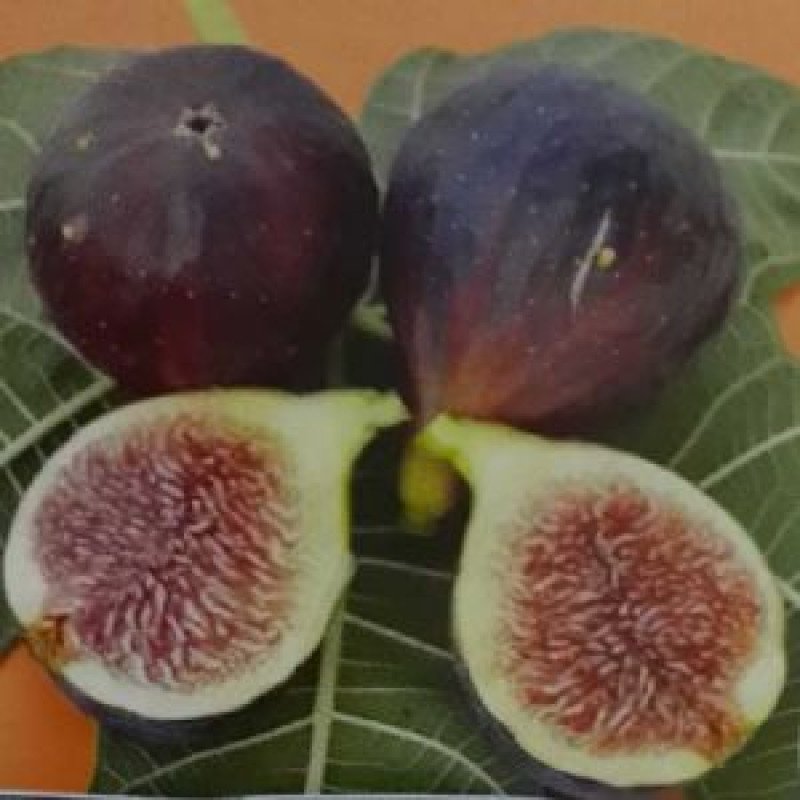 Siyah İncir Fidanı