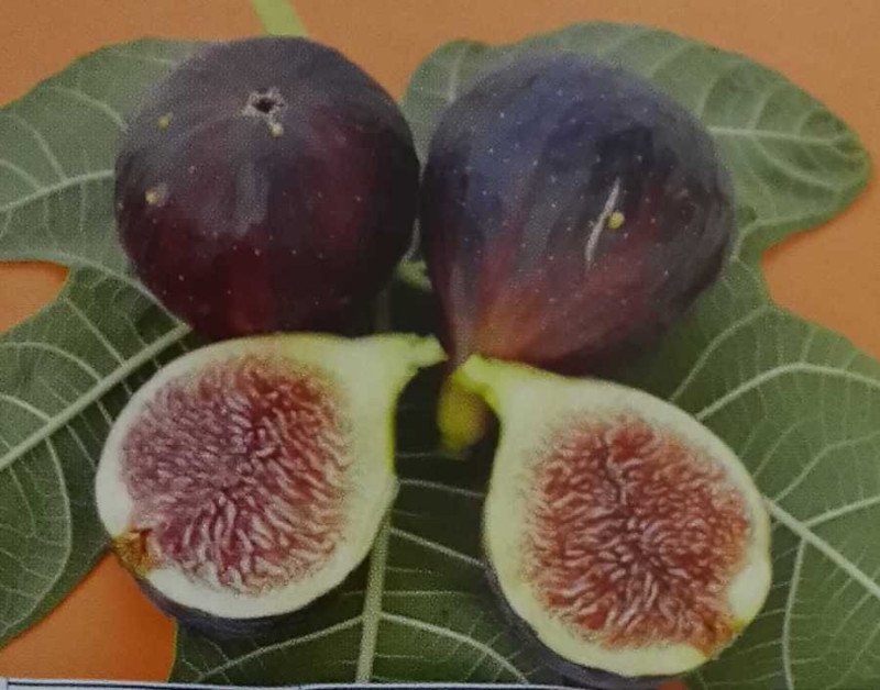 Siyah İncir Fidanı