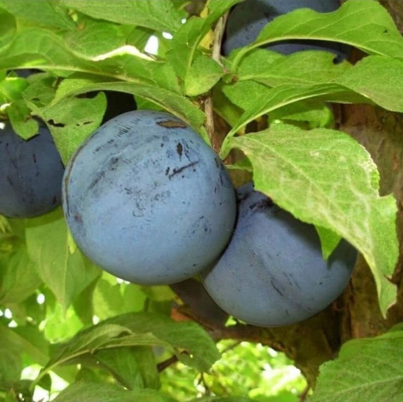 Fortune Erik Fidanı